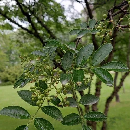 カホクザンショウ（華北山椒） (Zanthoxylum bungeanum)-i