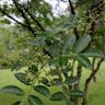 カホクザンショウ（華北山椒） (Zanthoxylum bungeanum)-i