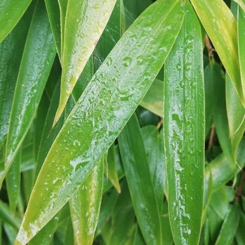 ホテイチク（布袋竹） (Phyllostachys aurea)-i