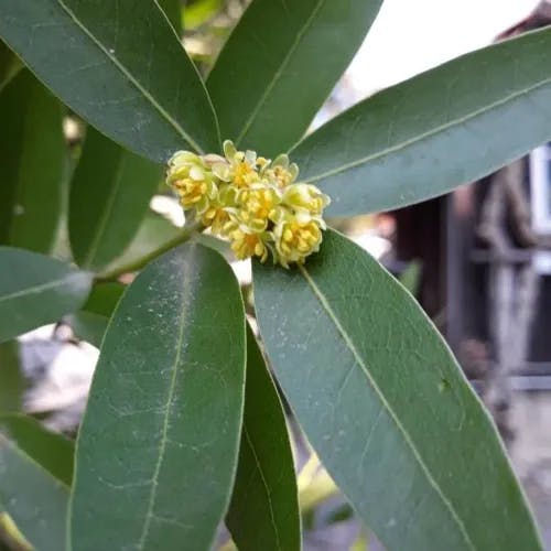 California-laurel (Umbellularia californica)-i