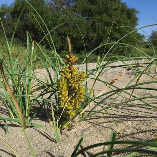 コウボウシバ（弘法芝） (Carex pumila)-i