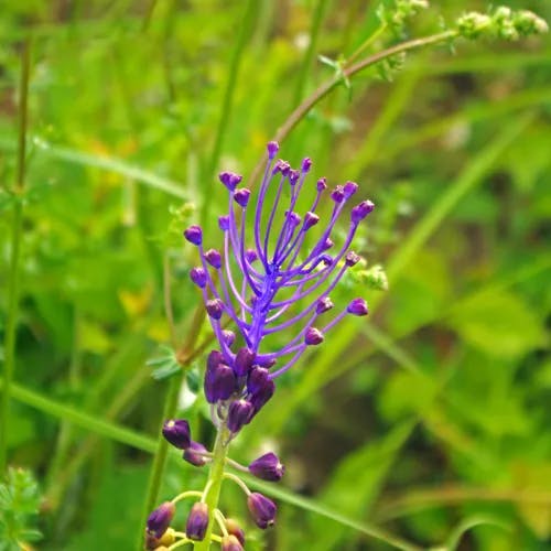 ハネムスカリ（羽根ムスカリ） (Muscari comosum)-i