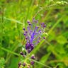 ハネムスカリ（羽根ムスカリ） (Muscari comosum)-i