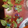 Amur peppervine (Ampelopsis glandulosa)-i