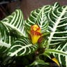 Saffron spike (Aphelandra squarrosa)-i