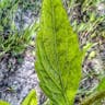 Aspen daisy (Erigeron speciosus)-i