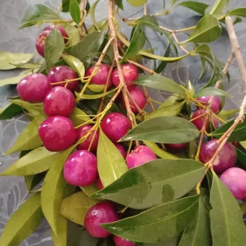 Magenta lilly-pilly (Syzygium paniculatum)-i