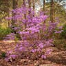 コバノミツバツツジ（小葉三葉躑躅） (Rhododendron reticulatum)-i