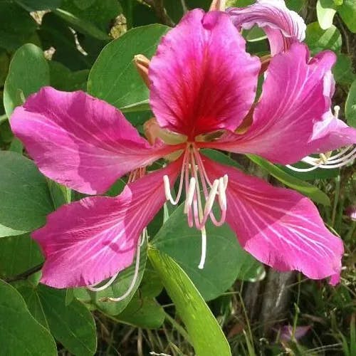 ムラサキソシンカ（紫蘇芯花） (Bauhinia purpurea)-i