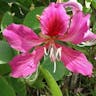 ムラサキソシンカ（紫蘇芯花） (Bauhinia purpurea)-i