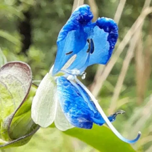 Commelina (Commelina tuberosa)-i