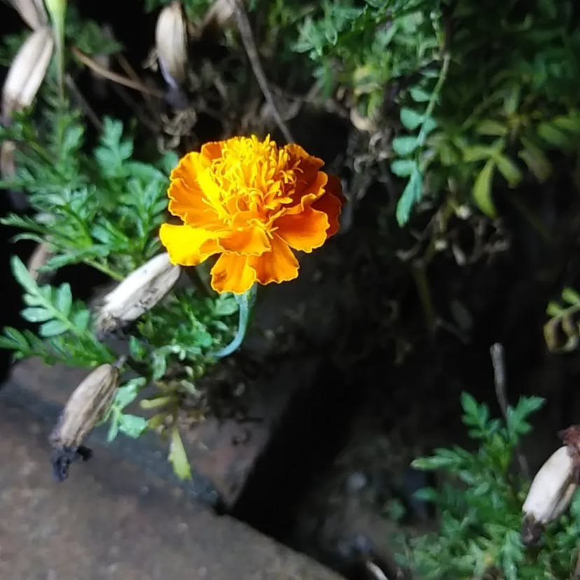 Slender-leaf marigold (Tagetes tenuifolia)-i
