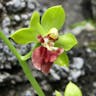 サルメンエビネ（猿面海老根） (Calanthe tricarinata)-i