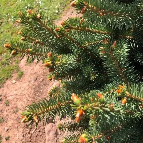 Meyer's spruce (Picea meyeri)-i