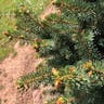 Meyer's spruce (Picea meyeri)-i