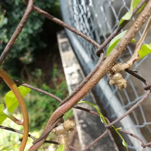 アカザカズラ（藜蔓） (Anredera cordifolia)-i