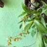 Florida butterfly orchid (Encyclia tampensis)-i