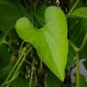 オオバウマノスズクサ（大葉馬鈴草） (Aristolochia kaempferi)-i