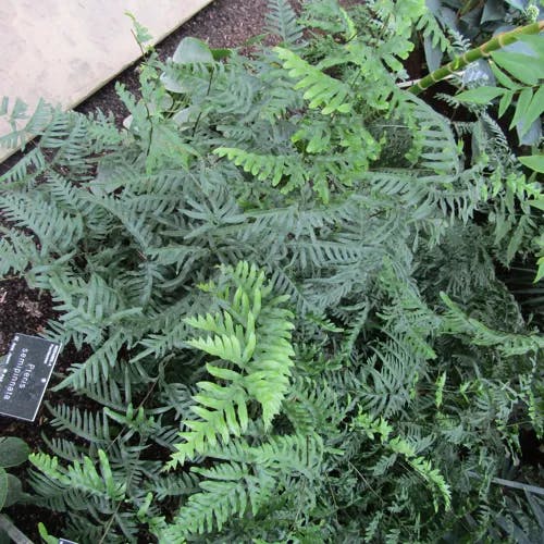 アマクサシダ（天草羊歯） (Pteris semipinnata)-i