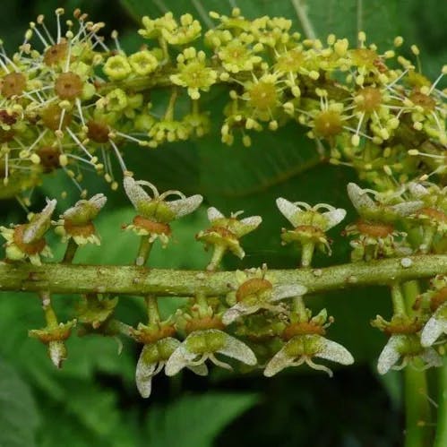 テツカエデ（鉄楓） (Acer nipponicum)-i