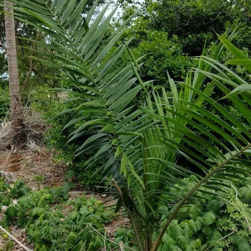 アブラヤシ（油椰子） (Elaeis guineensis)-i