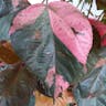 アカリファ (Acalypha wilkesiana)-i