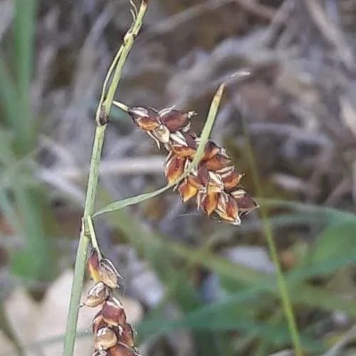 ヤチスゲ（谷地菅） (Carex limosa)-i