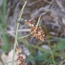 ヤチスゲ（谷地菅） (Carex limosa)-i