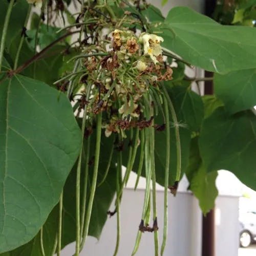 キササゲ（木豇豆） (Catalpa ovata)-i