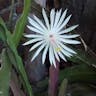 Climbing cactus (Epiphyllum hookeri)-i