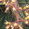 Iron cross begonia (Begonia masoniana)-i