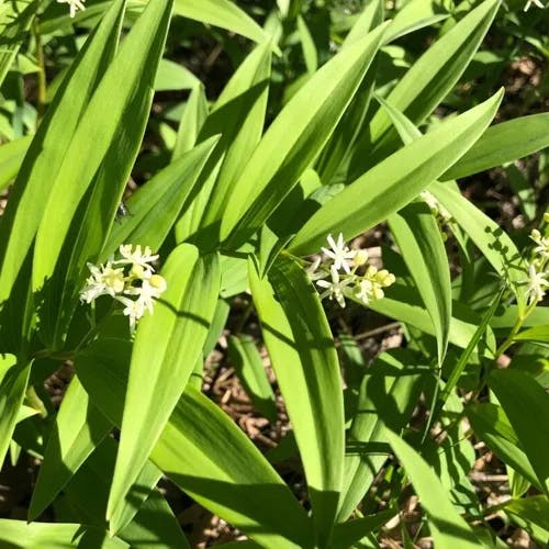 Star false solomon's-seal (Maianthemum stellatum)-i