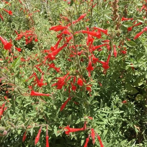 ベニバナサルビア（紅花サルビア） (Salvia coccinea)-i