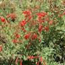 ベニバナサルビア（紅花サルビア） (Salvia coccinea)-i