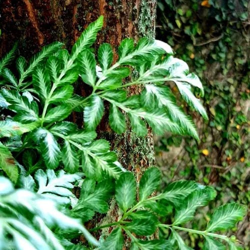 ホコシダ（ホコシダ） (Pteris ensiformis)-i