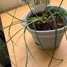 Bulbous airplant (Tillandsia bulbosa)-i