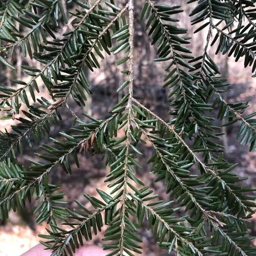 カナダツガ（加奈陀栂） (Tsuga canadensis)-i