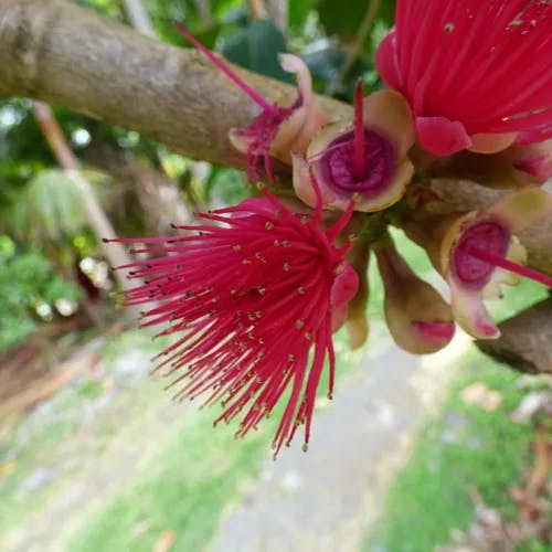 アペル (Syzygium malaccense)-i