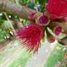 アペル (Syzygium malaccense)-i