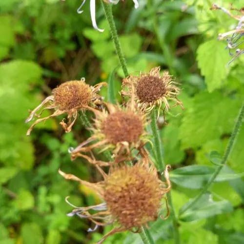 Aspen daisy (Erigeron speciosus)-i