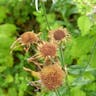 Aspen daisy (Erigeron speciosus)-i