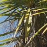 Bluestem yucca (Yucca gigantea)-i