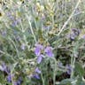 Shrubby germander (Teucrium fruticans)-i