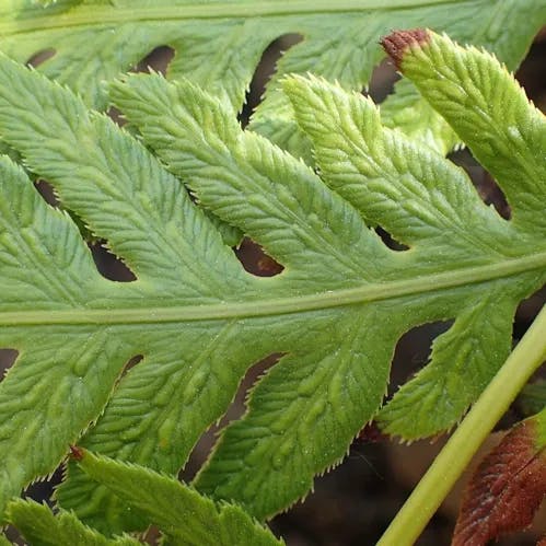 Giant chain fern (Woodwardia fimbriata)-i