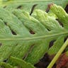 Giant chain fern (Woodwardia fimbriata)-i