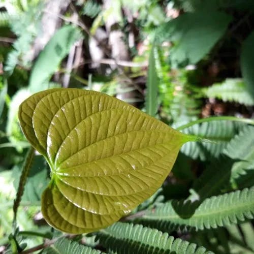 ニガカシュウ（苦何首烏） (Dioscorea bulbifera)-i