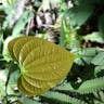 ニガカシュウ（苦何首烏） (Dioscorea bulbifera)-i