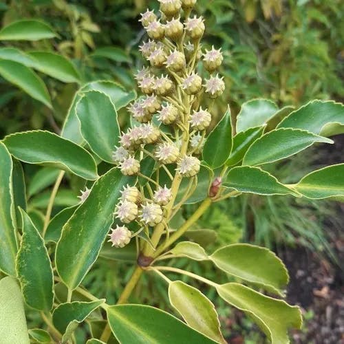 ヤマグルマ（山車） (Trochodendron aralioides)-i