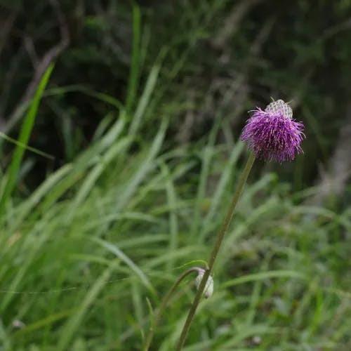 キセルアザミ（煙管薊） (Cirsium sieboldii)-i