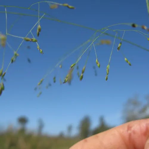 ヌカキビ（糠黍） (Panicum bisulcatum)-i